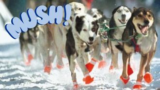 Alaskan Husky sled dogs running with word MUSH!