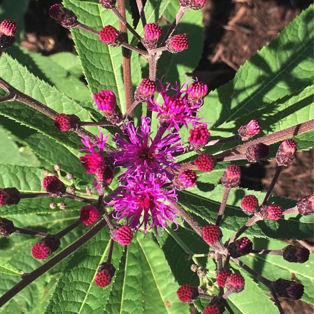 Closeup of Ironweed