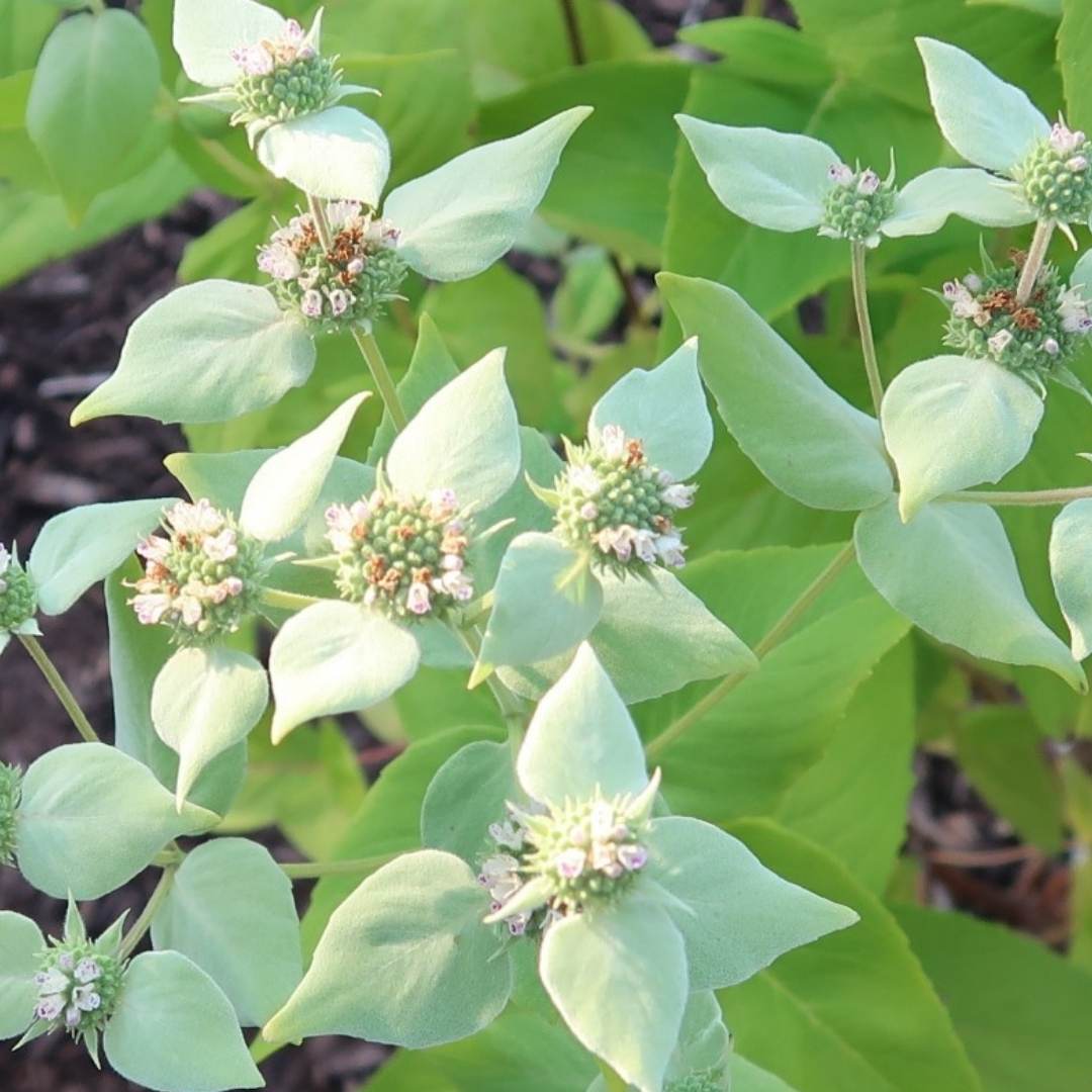 close up of mountain mint blooms