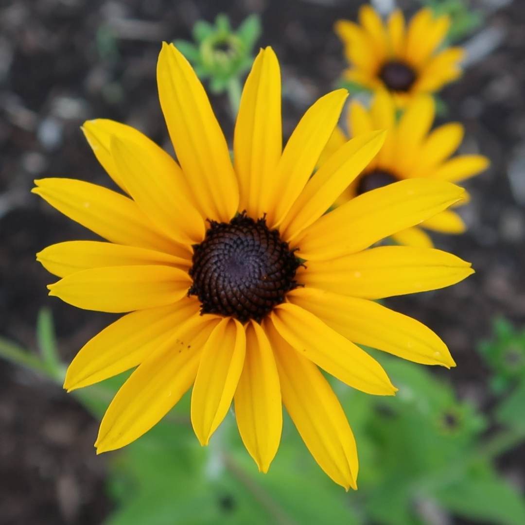 Black Eyed Susan flower with yellow petals and a brown center.
