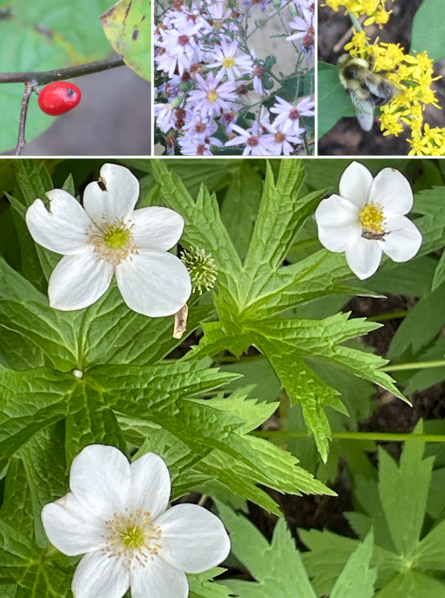 Native flowers from the Wright Library Shade Garden: Spice Bush, Bloodroot, Goldenrod, and Canada Anemone.