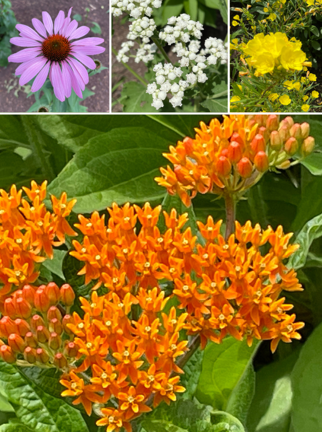 Native flowers from the Wright Library Sun Garden: Purple Coneflower, Virginia Mountain Mint, Sneezeweed, and Orange Butterfly Weed