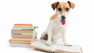 Dog sitting next to a stack of books