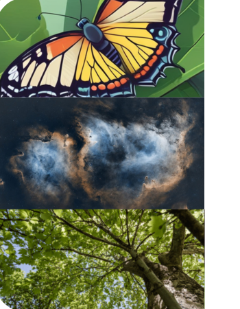 Ecology images: butterfly, night sky, and trees.