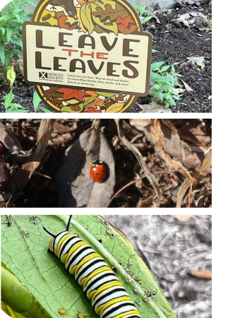 Leave the Leaves for ecological impact: signage, ladybug, and caterpillar in autumn leaves.