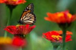 Butterfly lands on a red flower