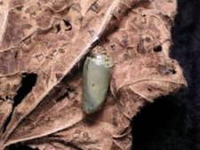 chrysalis on a leaf