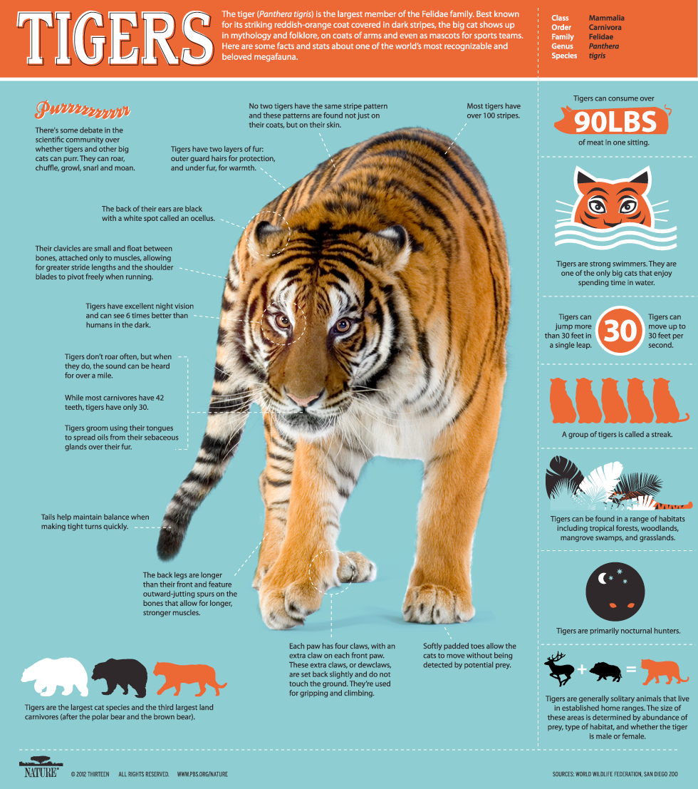 tiger infographic 1