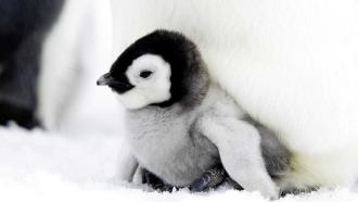 Baby penguin in the snow