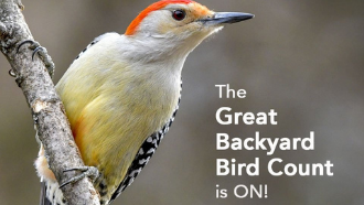 photo of a wild bird text: the great backyard bird count is on 