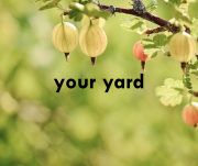 upclose plant text your yard