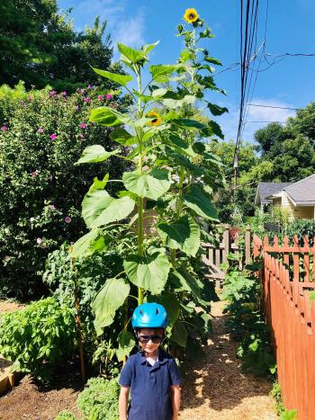 Native sunflower plants tower over a happy child in the garden