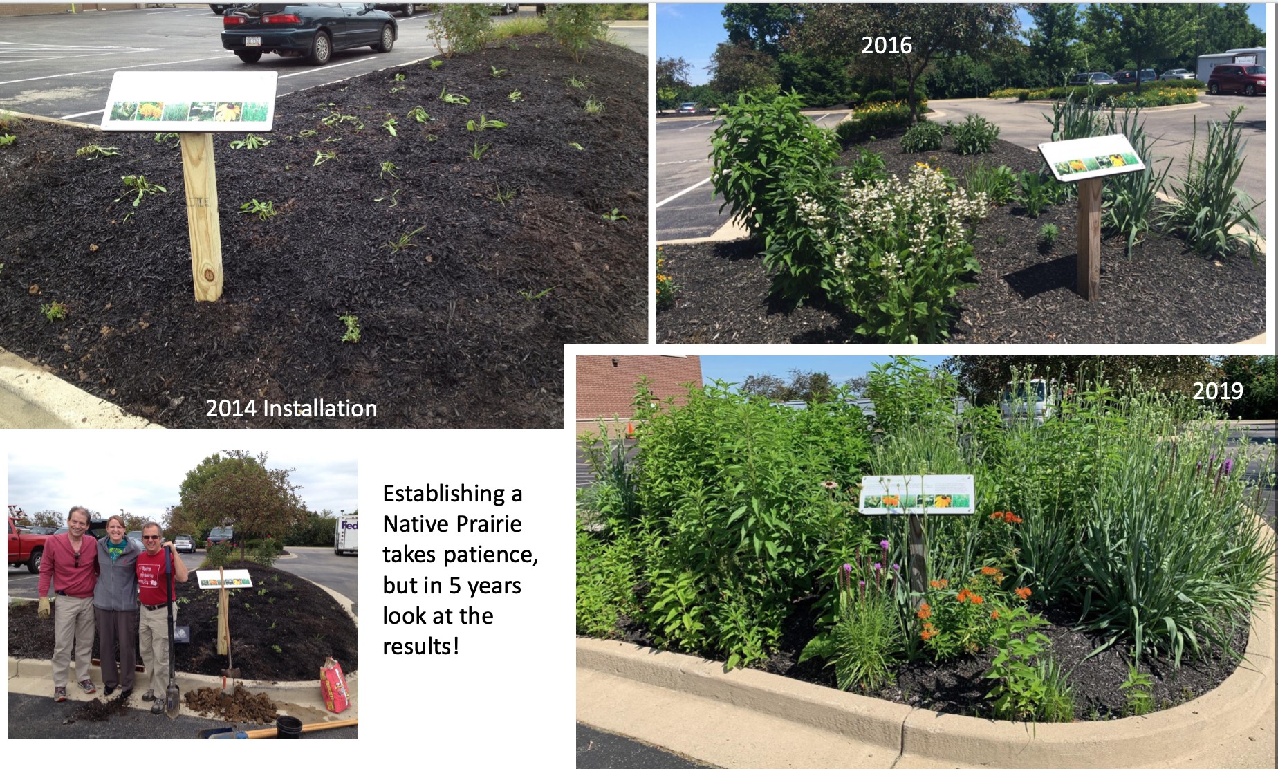 native plants in a parking lot island