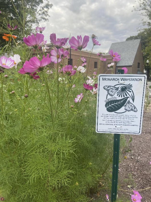 Native flowers around Monarch Waystation sign